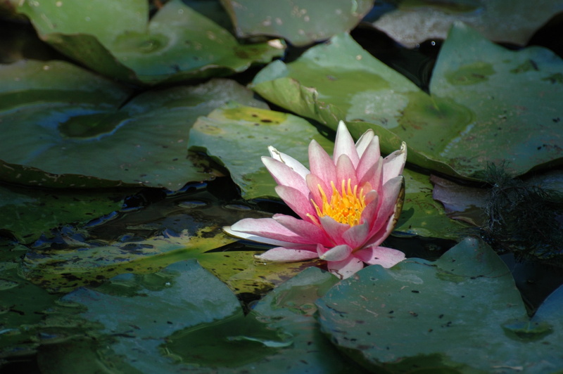 mare, lake, nature, Pond, Water, purple, plant, lotus water lily, flora, Water Lily, garden, white water lily, floating on water, aquatic, 2K, petal, Pink