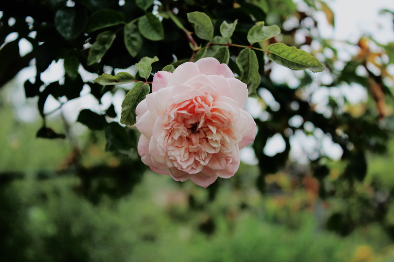 petal, monet garden, flower head, freshness, flower, leaf, plant part, beauty in nature, garden, outdoors, plant, rose, vulnerability, 5K, rose - flower