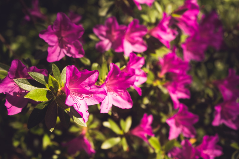 springtime, pink, nature, green, purple, giverny, flowering plant, flowers, flower head, france, plant part, leaves, fragility, inflorescence
