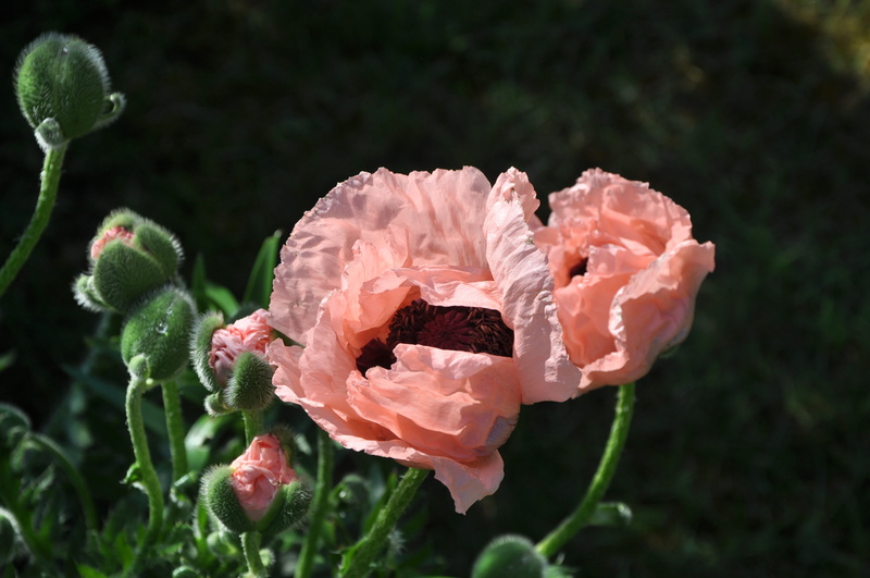 normandy, no people, flower head, day, freshness, outdoors, petal, beauty in nature, close-up, botany, france, inflorescence, poppy, 4K, pink color, giverny