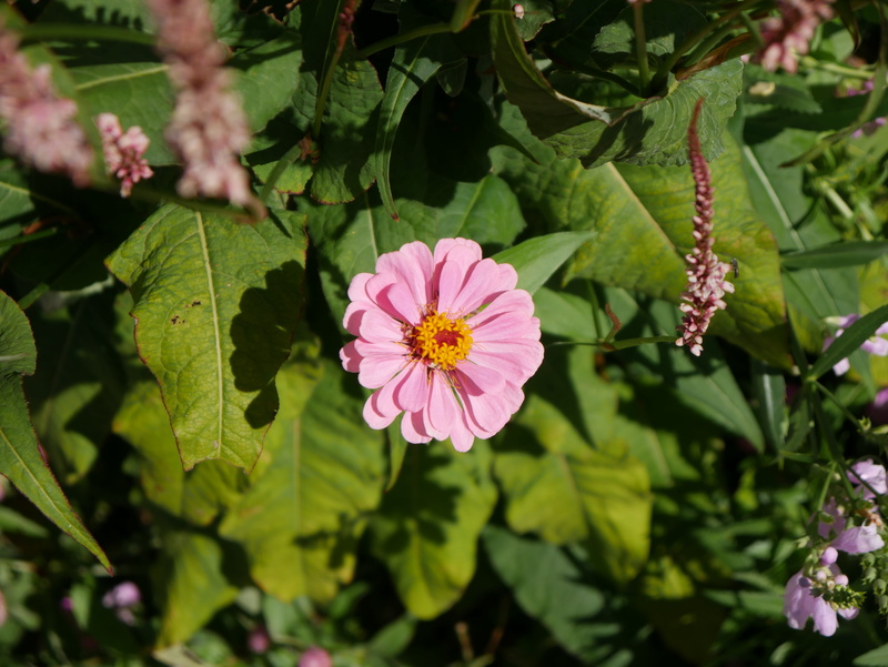 no people, green, flower head, sun, garden, flowering plant, plant part, petal, beauty in nature, pink color, leaf, close-up, flower, nature, giverny, inflorescence
