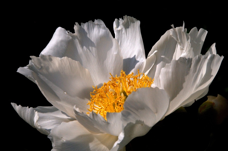 freshness, studio shot, poppy, vulnerability, white color, flowering plant, indoors, photography, pollen, inflorescence, plant, anemone, beauty in nature