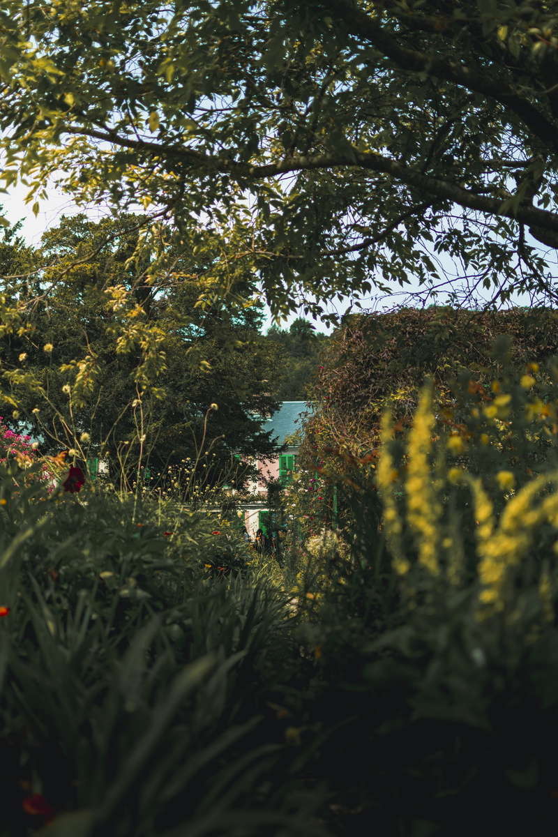 nature, plant, maison and jardins de claude monet, lifestyles, giverny, selective focus, flowering plant, france, leisure activity, beauty in nature, tranquility