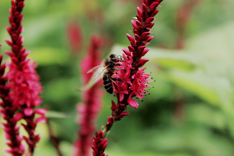 pollination, nature, vulnerability, beauty in nature, france, plant stem, no people, day, focus on foreground, 2K, plant, flowers, giverny, insect, selective focus