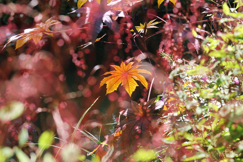 plant, flower head, plant part, france, blurred, vulnerability, change, no people, texture, flower, giverny, leaf, flowering plant, outdoors, day, leaves