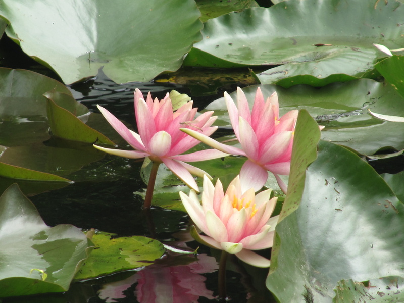 leaves, giverny, lake, growth, no people, fragility, vulnerability, petal, pollen, water lily, plant part, flower, beauty in nature, 4K, lilies, flowers