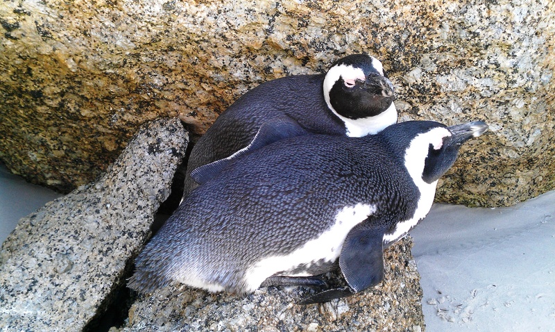day, animal themes, penguins, beach, water, 2K, relaxation, nature, rock, two animals, animal, solid, penguin, animal wildlife, mammal, south africa, bird