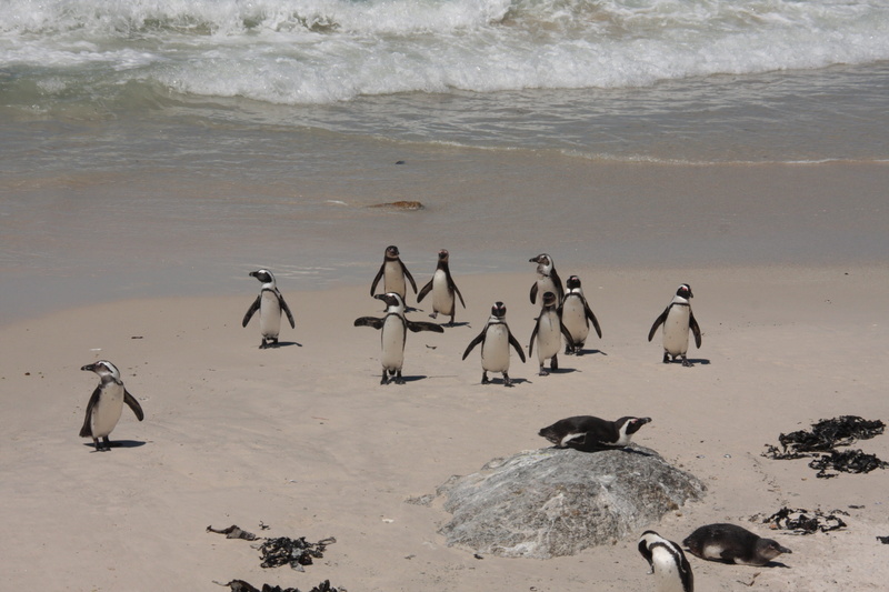 group of animals, bolders beach, animals in the wild, animal themes, Penguins, sand, sea, vertebrate, bird, penguin, nature, high angle view, animal wildlife