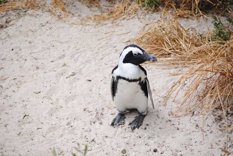 cape town, high angle view, day, animal themes, beach, white color, one animal, bolders beach, wildlife, bird, beak, 4K, penguin, black color, vertebrate