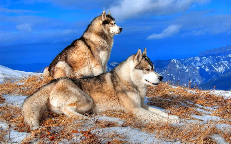 3d and abstract, stare, couple, beautiful, 1080P, hsome, peak, mountaintop