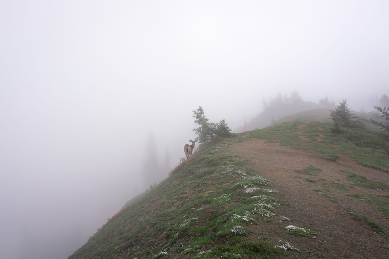idyllic, plant, non-urban scene, mountaintop, nature, deer, day, trail, 5K, environment, scenics - nature, outdoors, mountain top, grass, hurricane, olympic national park