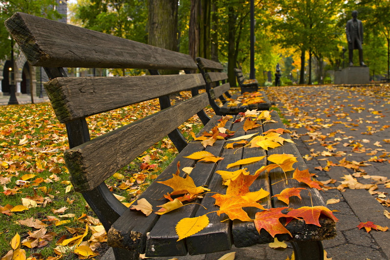 wooden, framed, fall, bench, autumn, woods, steel, diverse, black, 5K