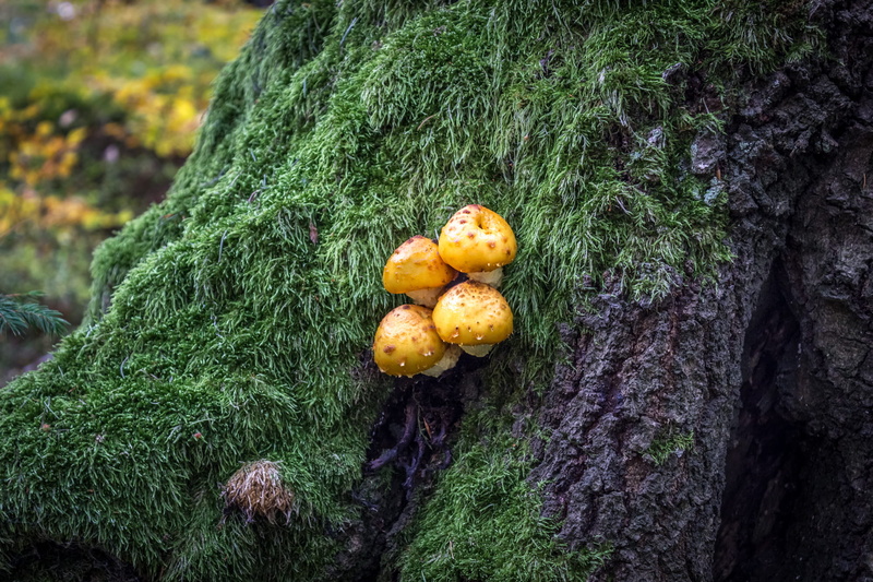 vegetable, przełęcz jugowska, wellbeing, polska, no people, outdoors, moss, trunk, land, food and drink, growth, day, orange color, tree, healthy eating