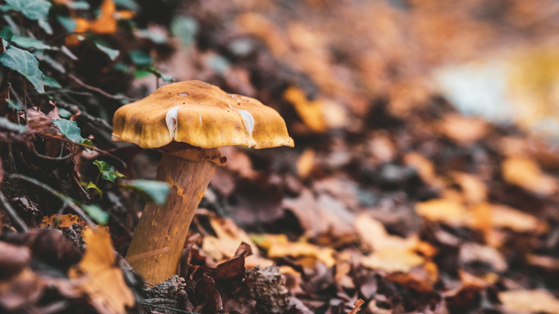 vulnerability, outdoors, surface level, day, plant part, beauty in nature, mushroom, toadstool, closeup, leaf, no people, mashroom, amanita, forest, close-up