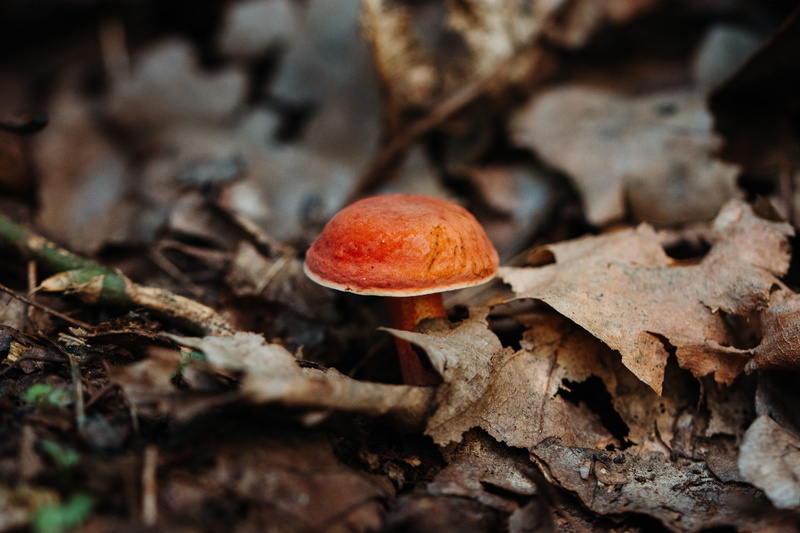 nature, leaves, vegetable, macro, fall, red, photo, toadstool, focus on foreground, plant, leaf, fallen, close-up, fly agaric mushroom, growth, 5K, no people