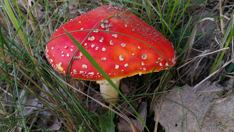 amanita, food, poisonous, edible mushroom, red, 4K, fly agaric mushroom, day, grass, spotted, autumn, nature, mushroom, land, plant, no people, field