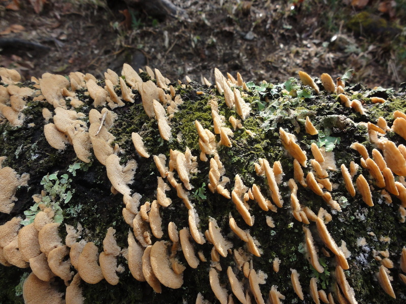 1080P, freshness, close-up, large group of objects, food, mashrooms, Mushroom, Morning, outdoors, still life, focus on foreground, moss, no people, day