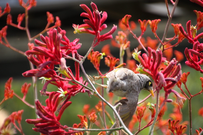 no people, bird, flower, vertebrate, animal wildlife, multicultural, one animal, petal, growth, 4K, nature, vulnerability, flowering plant, close-up, plant