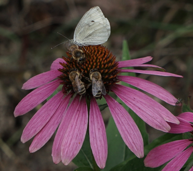 echinacea purpurea, animal themes, flower, pollination, flower head, animal, fragility, beauty in nature, close-up, 1080P, petal, pollen, animal wing