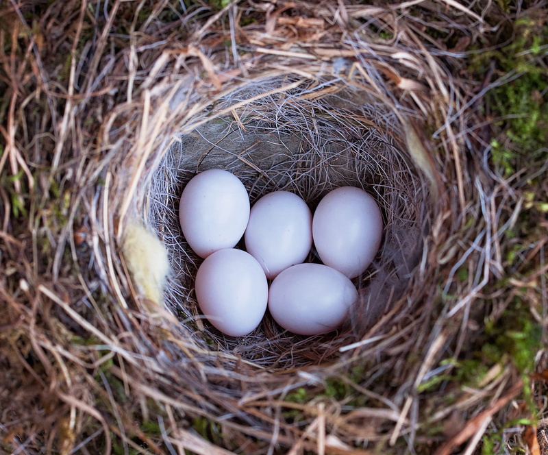vulnerability, nest, food, fragility, outdoors, photo, 1080P, beginnings, group of objects, animal egg, close, egg, animal, new life, plant, inside, no people