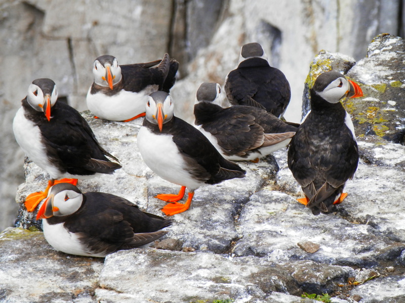 animals in the wild, animal, large group of animals, cliff, 4K, rock, puffins, nature, day, poultry, resting, food, group of animals, animal wildlife