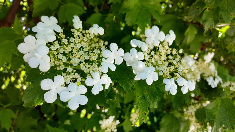 close-up, fragility, day, high bush cranberry, utah, flower, no people, plant, flower head, petal, white flower, freshness, plant part, growth, flowers
