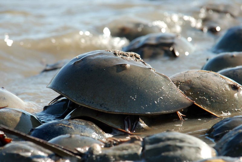 crabs, no people, horseshoe, sunlight, selective focus, focus on foreground, full frame, coast, wet, sea, polyphemus, pollution, horseshue, animals, animal