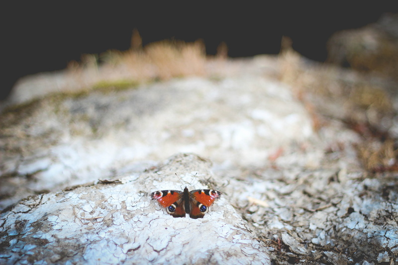 animal themes, red and black, red, outdoors, beetle, polyphemus, spotted, no people, closeup, wildlife, day, moth, animals in the wild, rock, black butterfly