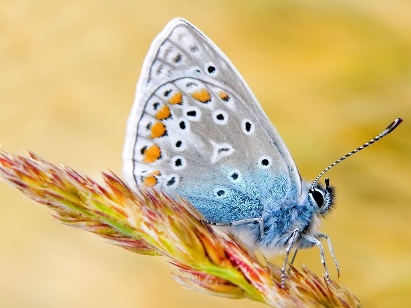 blue, close-up, animal body part, beauty in nature, animals in the wild, animal wing, flower, photogr, polyphemus, focus on foreground, nature, gray, butterfly