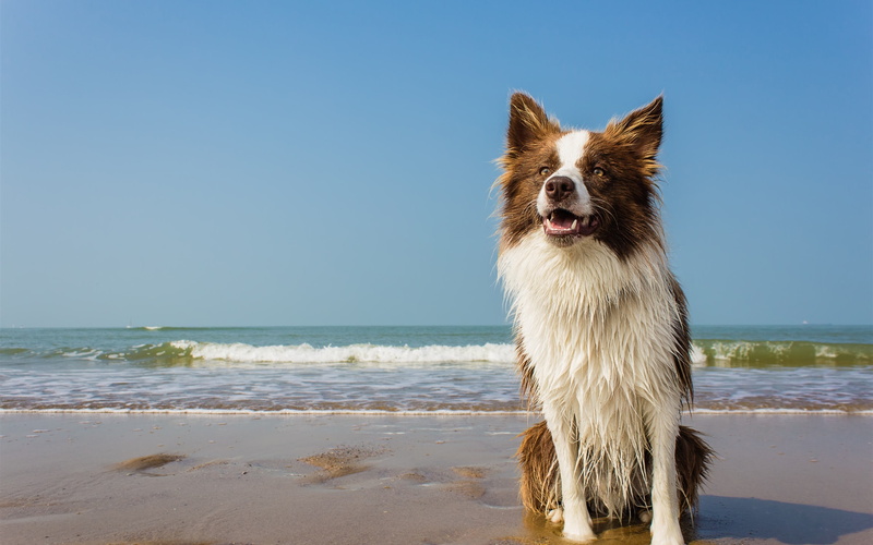 collie, white, Wet, Dog, Sea, border, 2K, liver, Waves, Beach