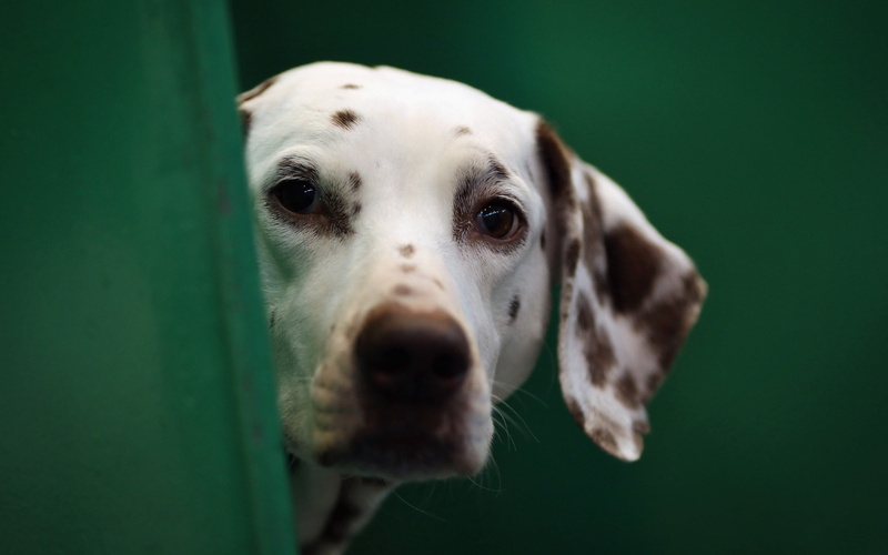 looking, domestic Animals, mammal, studio Shot, pets, animal eye, close-up, domestic, dalmatian, focus on foreground, purebred Dog, animal, indoors, animal Head