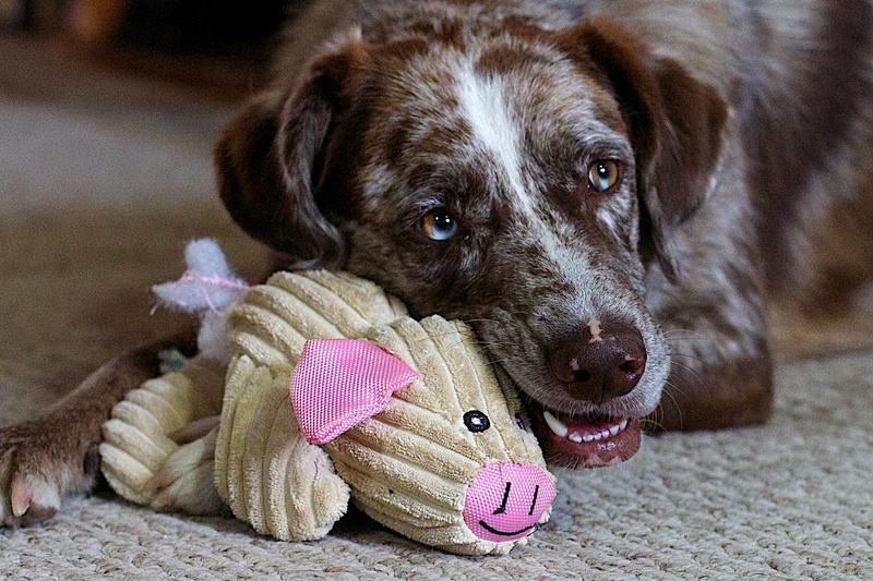 1080P, cute, fun, pink color, cur, playful, teenage couple, puppy, catahoula, mammal, liver, domestic animals, purebred dog, canine, sitting, white, no people