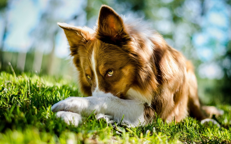 gorgeous, border, beautiful, liver, 2K, dog, look, collie