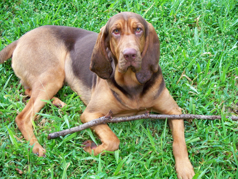 outdoors, animal themes, halston, bloodhound, nature, 2K, dog, liver, relaxation, land, canine, one animal, day, no people, tan, green color, vertebrate