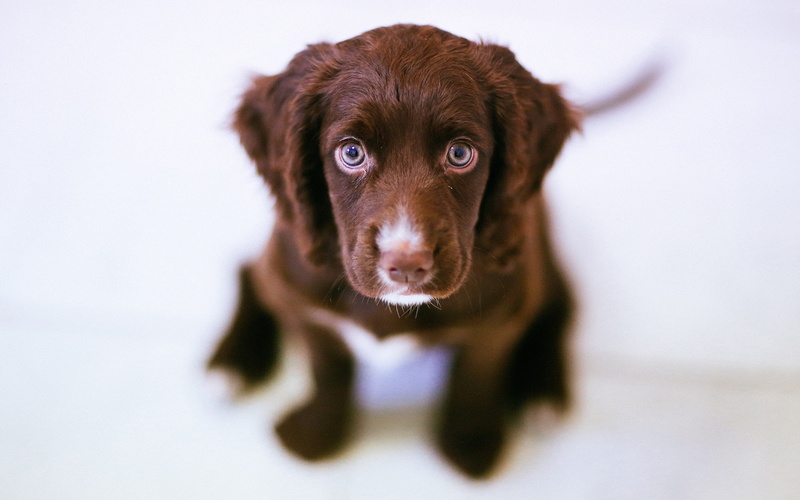 hd, 1080P, dog, puppy, liver, animals, short, coat