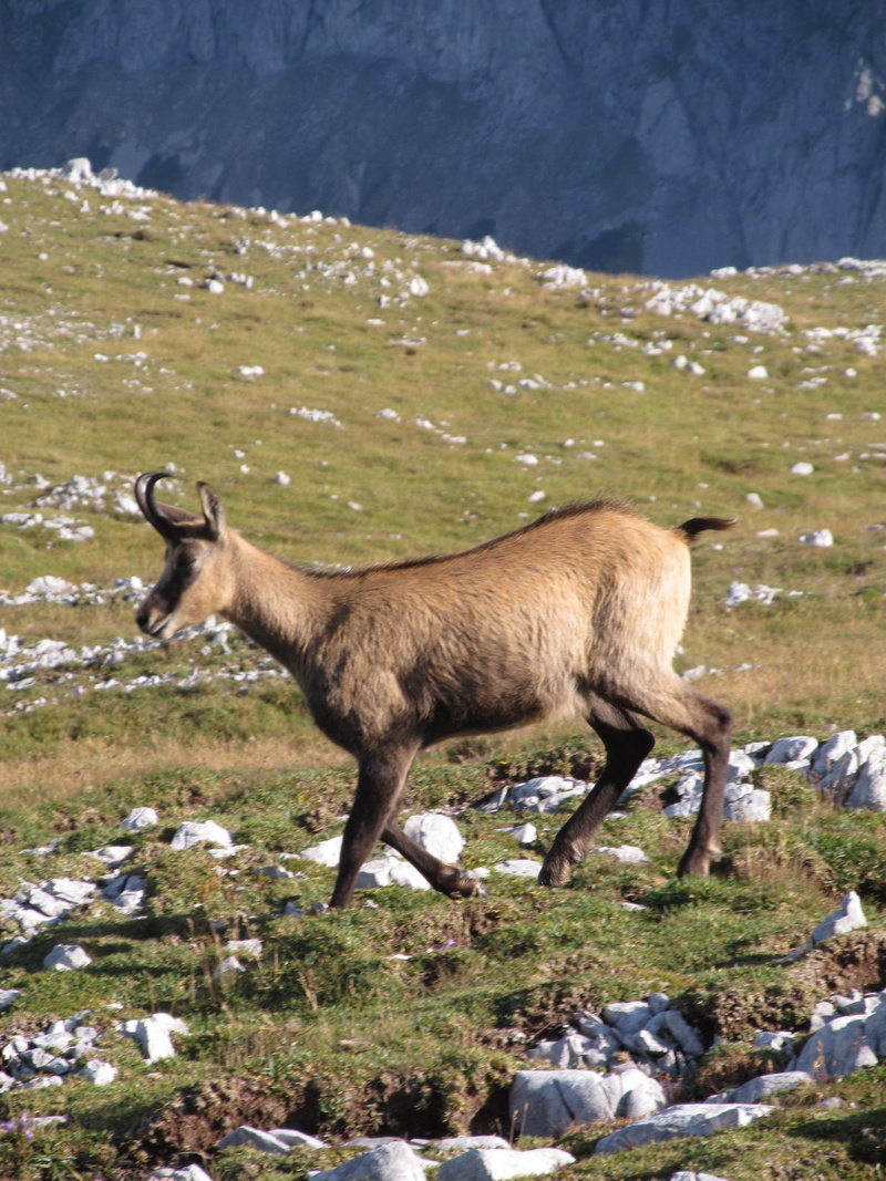 austria, chamois, animal themes, cold temperature, wild animal, animals in the wild, day, winter, land, mountain, mammal, no people, herbivorous, one animal