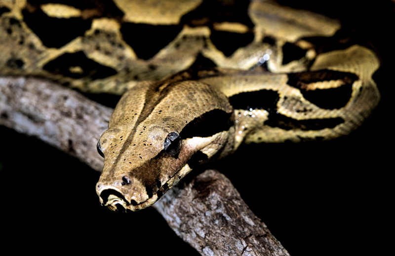 amphibian, reptile, night, tree, outdoors, studio shot, no people, boa constrictor, focus on foreground, lizard, boa, black, colourful snake, python, rattlesnake