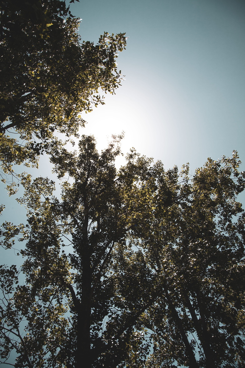 directly below, blue sky, australia, tranquil scene, pine woodland, high, background, sunlight, hartley, scenics - nature, bright sun, land, tranquility