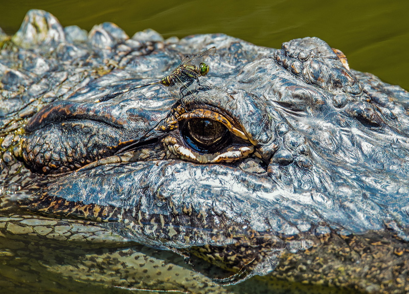 outdoors, reptile, animal body part, crocodile, sea, animal head, animal scale, water, eye, wangetti, vertebrate, david clode, animal, close-up, hartleys crocodile adventures