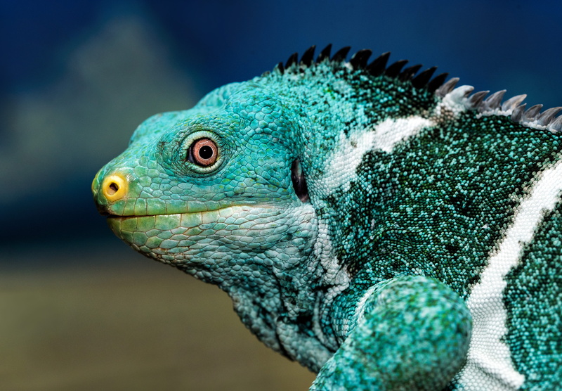 profile view, animal themes, animal, eye, chameleon, lizard face, animal body part, one animal, iguana, side view, focus on foreground, white, leaf, day