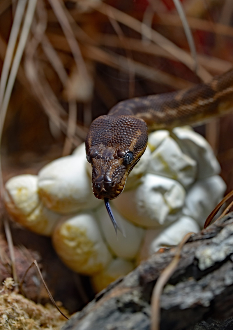 close-up, wangetti, animals in the wild, animal head, australia, animal wildlife, rough-scaled python, animal themes, rare, selective focus, animal, animal body part