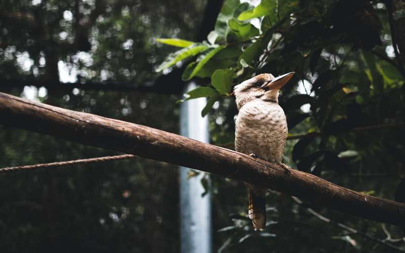australia, leaf, tree, no people, wangetti, animal, one animal, plant, selective focus, day, animal themes, nature, branch, low angle view, perching, bird