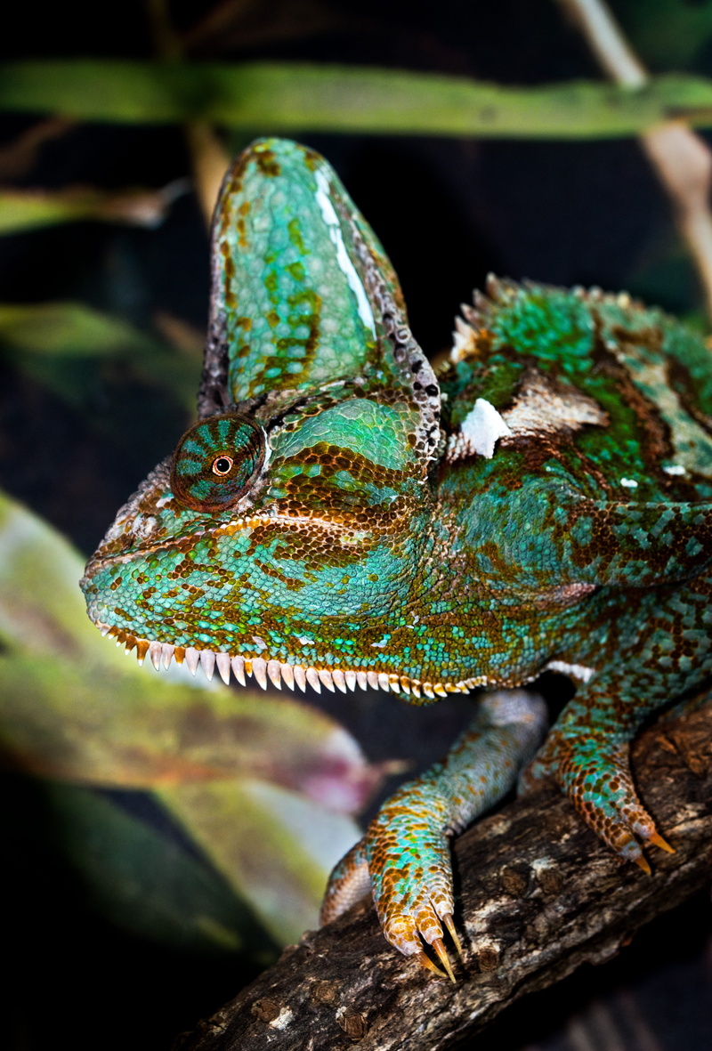 animal themes, animal scale, profile view, green color, close-up, lizard, outdoors, turquoise, veiled chameleon, animal, teal, vertebrate, 5K, nature