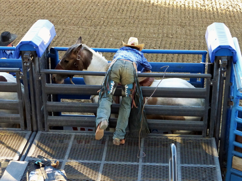 mammal, day, horse, horses, vertebrate, domestic, real people, cody, livestock, america, rear view, child, saddle, men, childhood, animal wildlife, domestic animals