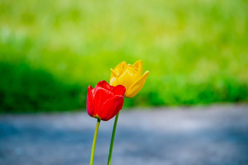 tulip, nature, flower movie trailer, inflorescence, vulnerability, grass, rose, paper flower, origami flower tutorial, flower, outdoors, bright, flowering plant