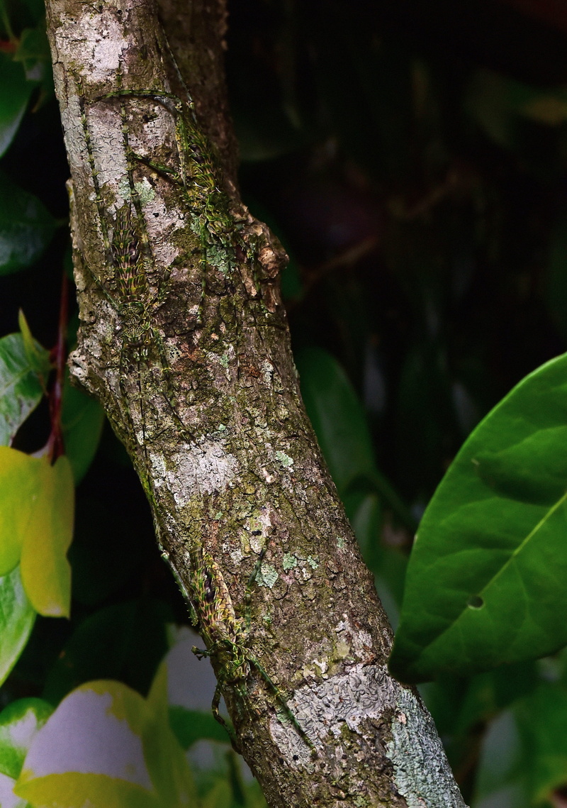 day, forest, beauty in nature, tree, david clode, leaf, green color, bugs, close-up, trunk, plant, branch, australia, 2K, growth, plant part, outdoors