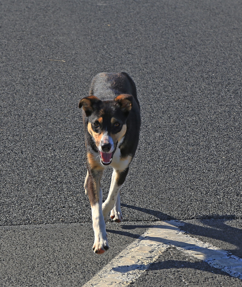 pets, no people, teeth, vertebrate, street, asphalt, city, sunlight, runaway, pet, high angle view, young, day, sunny, animal, mammal, healthy, one animal