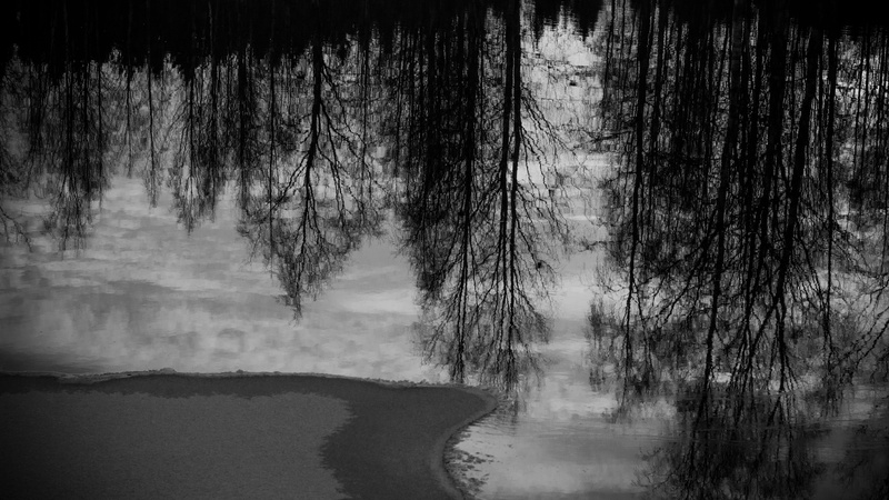 plant, black and white, tranquil scene, winter, lake, tranquility, sorrow, 5K, tree, reflections, outdoors, nature, land, alajärvi, trees, reflection