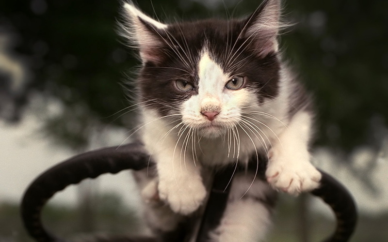 black Color, young Animal, cute, beautiful, mammal, black, front view, small, no people, fur, feline, domestic, cat, kitten, outdoors, 1080P, unhappy