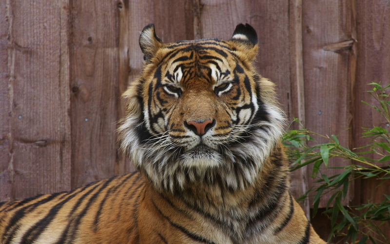 animal wildlife, face, whisker, animal head, close-up, one animal, unhappy, animals in the wild, 1080P, portrait, animal themes, wood - material, no people